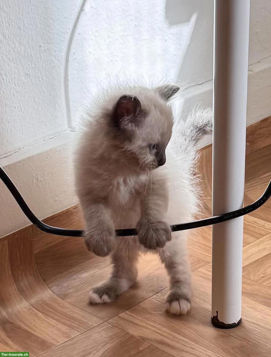 Bild 2: Ragdoll Kitten Seal Point suchen ihr Zuhause