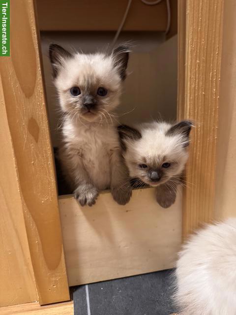Bild 3: Ragdoll Kitten Seal Point suchen ihr Zuhause