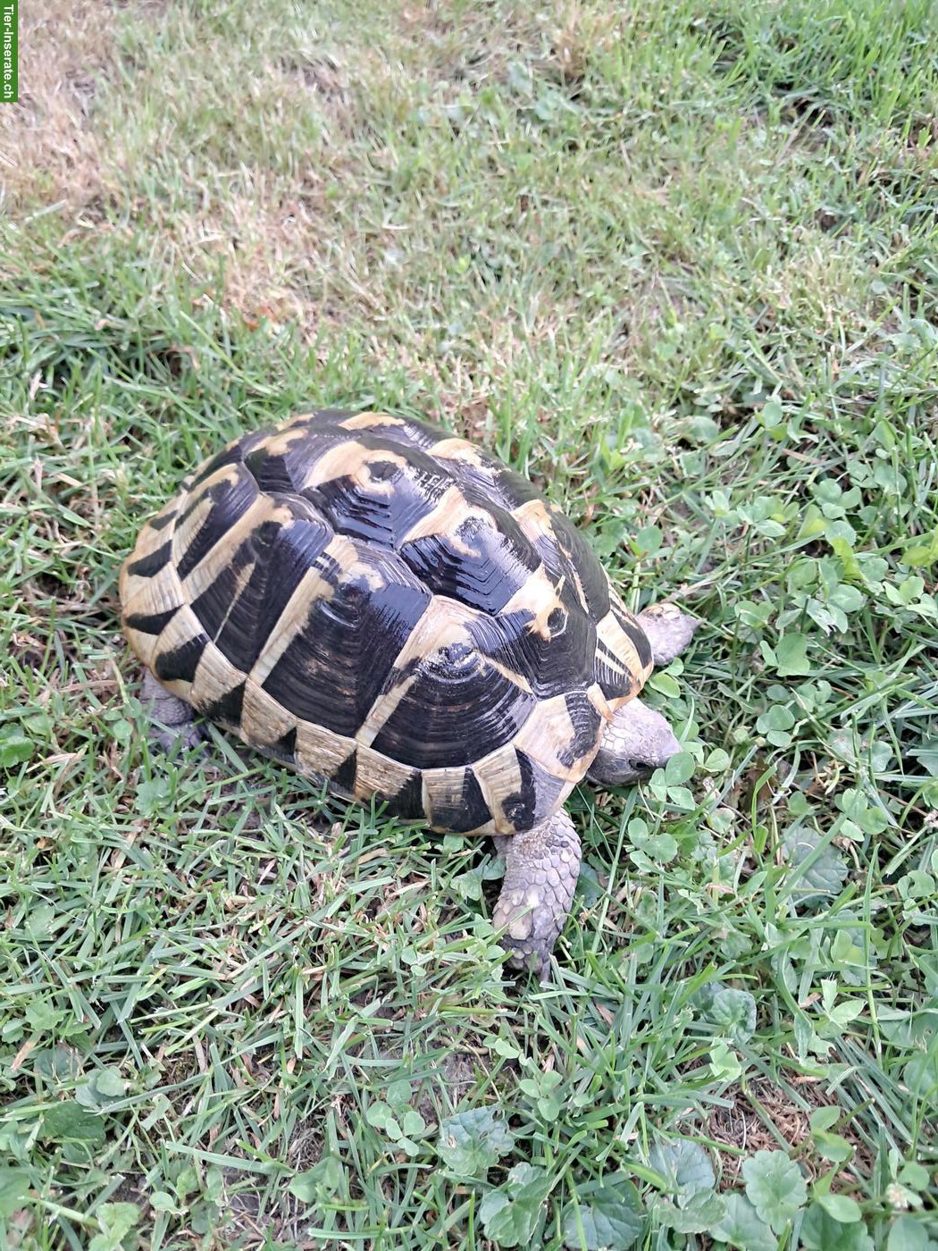 3 Griechische Landschildkröten Weibchen