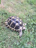3 Griechische Landschildkröten Weibchen