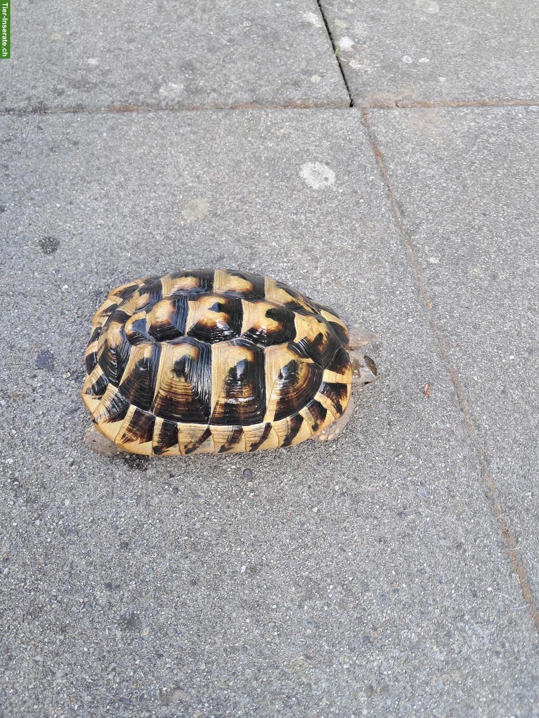 Bild 2: 3 Griechische Landschildkröten Weibchen