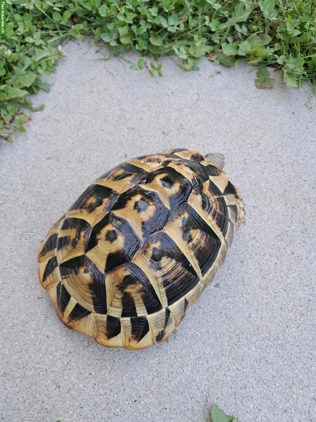 Bild 3: 3 Griechische Landschildkröten Weibchen