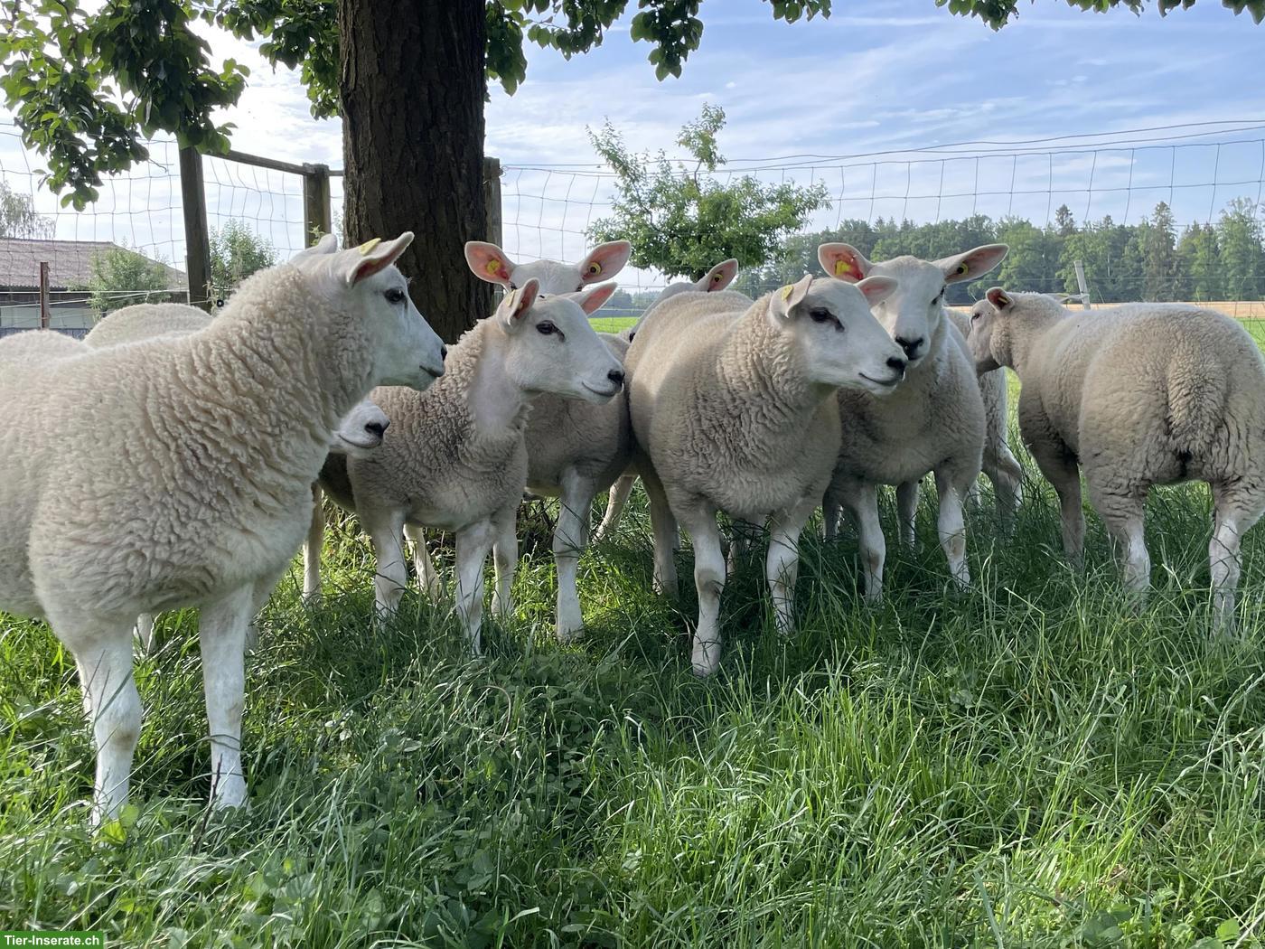 Junger Texel Widder zu verkaufen