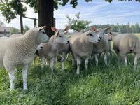 Junger Texel Widder zu verkaufen