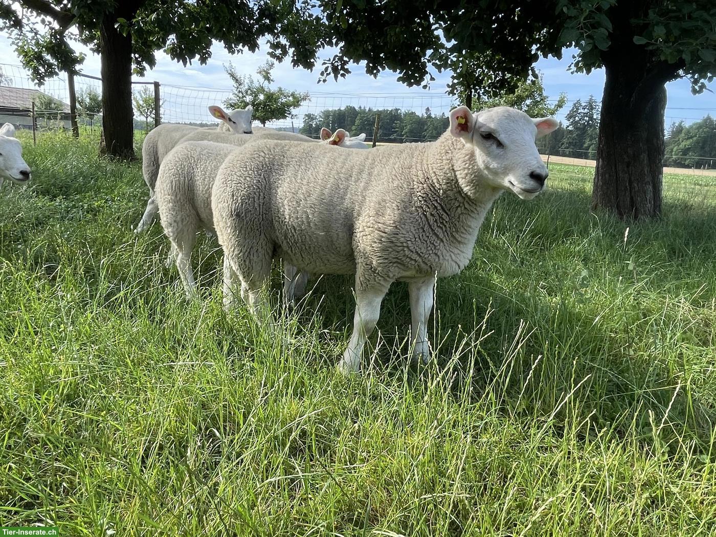 Bild 2: Junger Texel Widder zu verkaufen