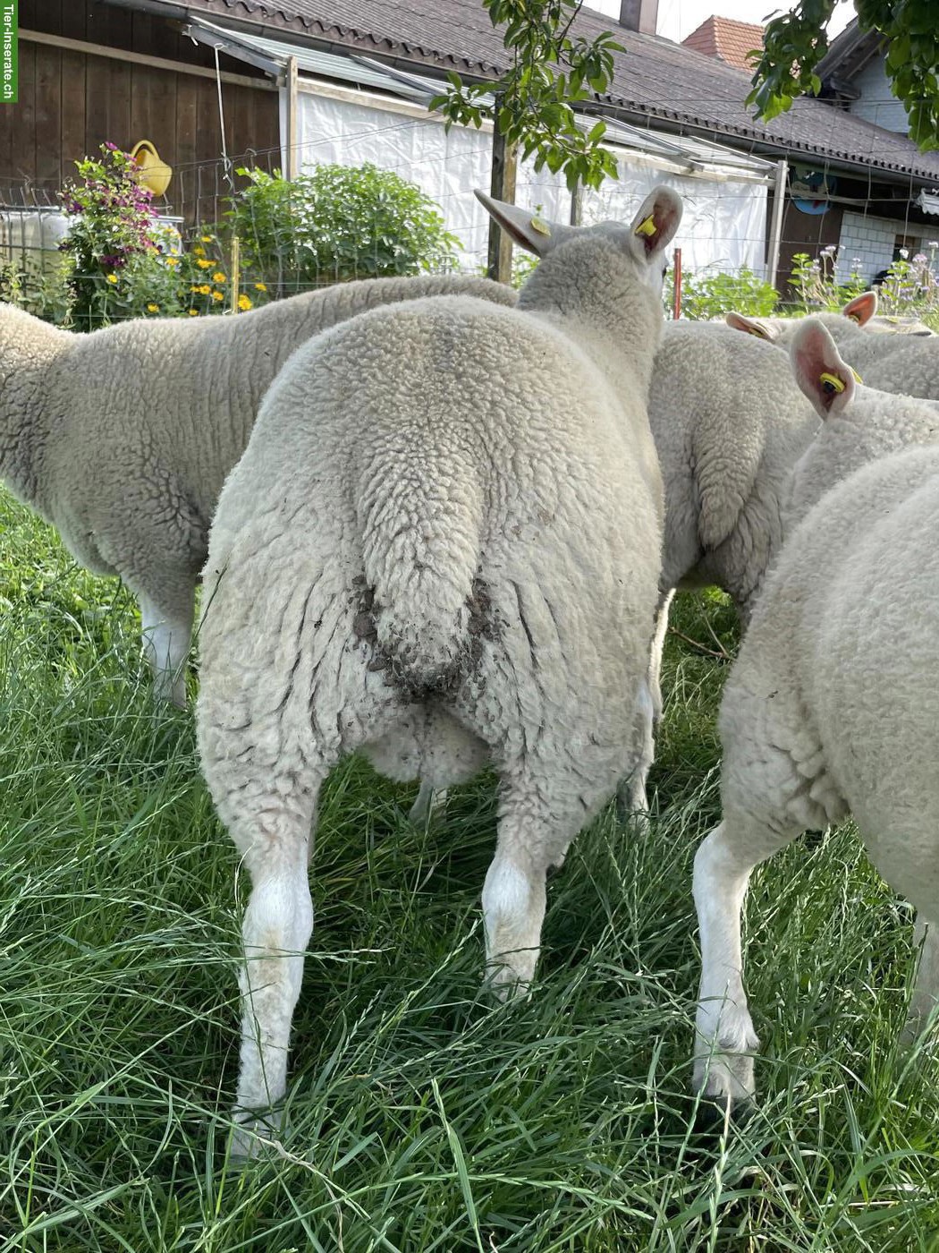 Bild 3: Junger Texel Widder zu verkaufen