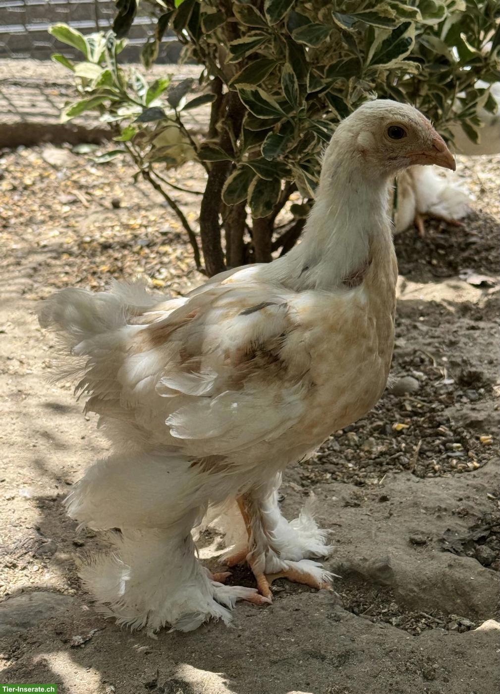 Brahma Jungtiere aus Hobbyzucht