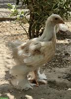 Brahma Jungtiere aus Hobbyzucht