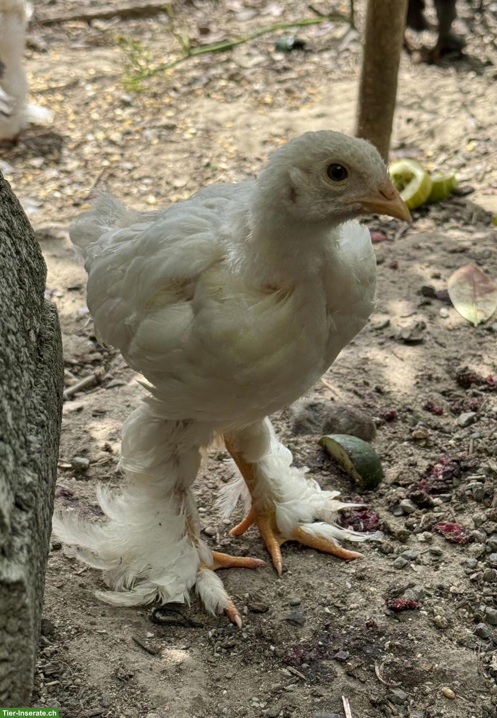 Bild 2: Brahma Jungtiere aus Hobbyzucht