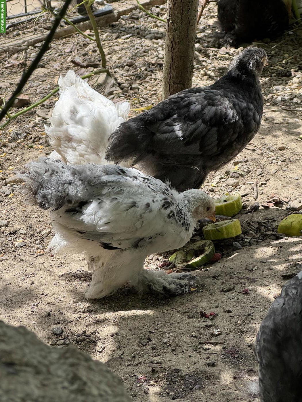 Bild 3: Brahma Jungtiere aus Hobbyzucht
