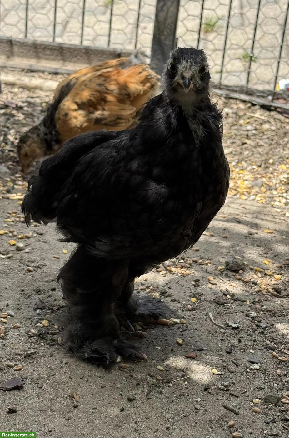 Bild 5: Brahma Jungtiere aus Hobbyzucht