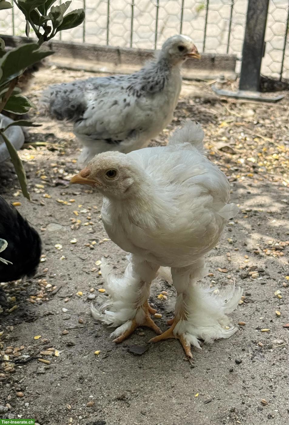 Bild 6: Brahma Jungtiere aus Hobbyzucht