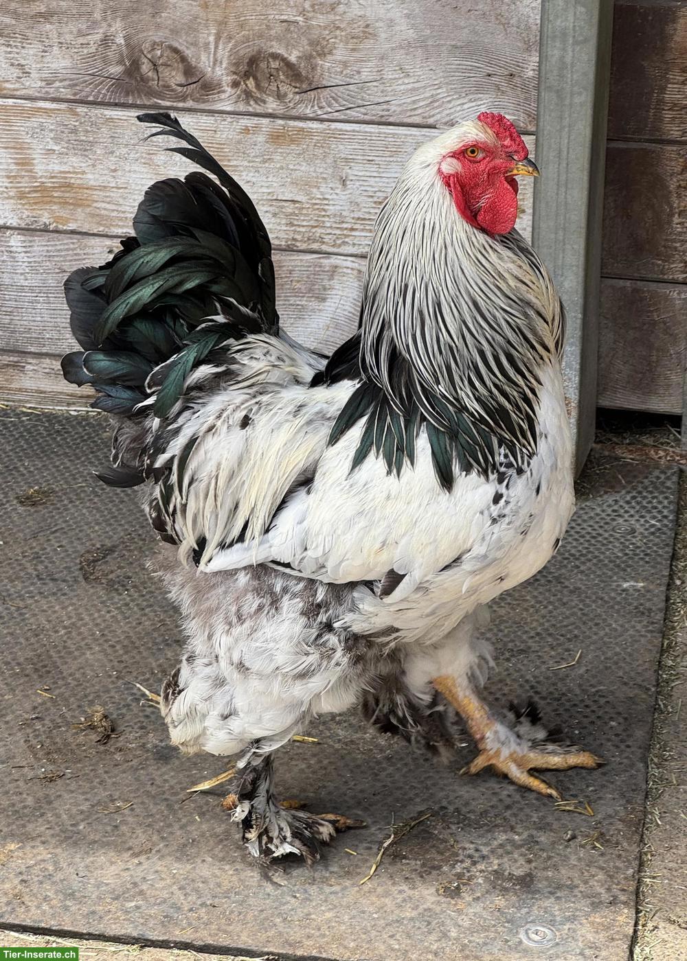 Bild 7: Brahma Jungtiere aus Hobbyzucht
