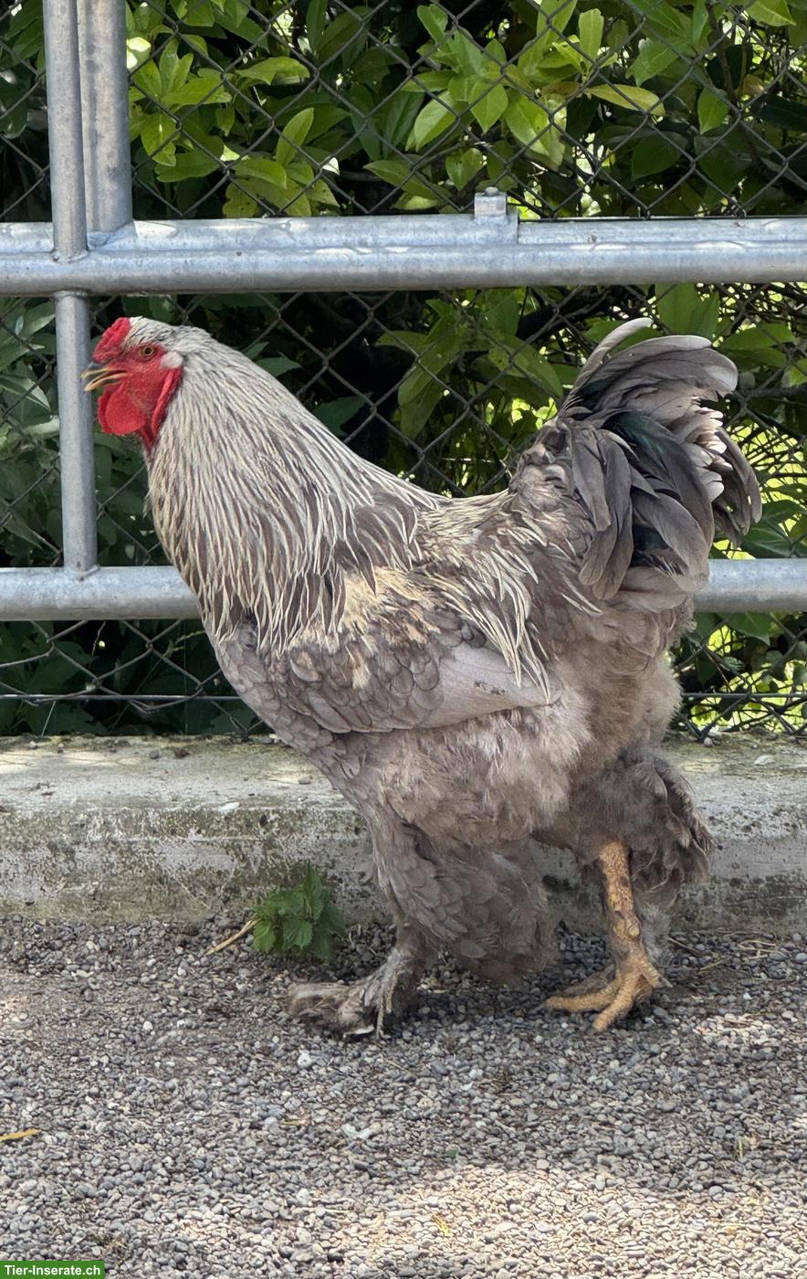Bild 8: Brahma Jungtiere aus Hobbyzucht