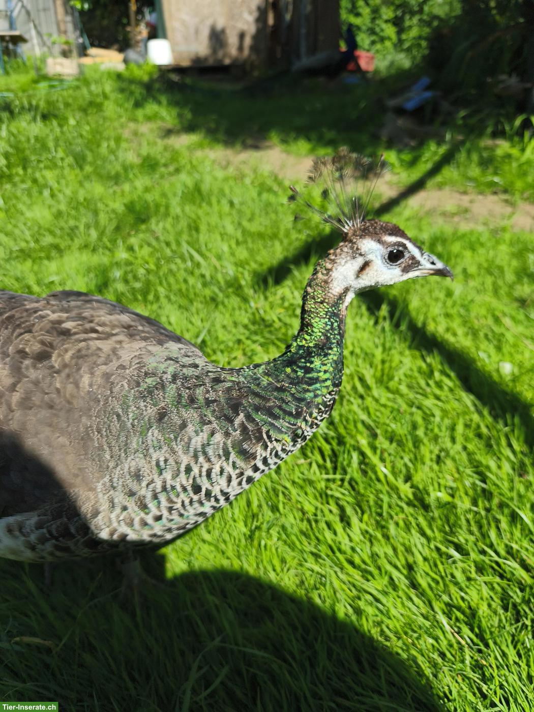 Blauer Pfau, Hahn, menschenbezogen