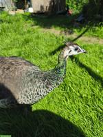 Blauer Pfau, Hahn, menschenbezogen