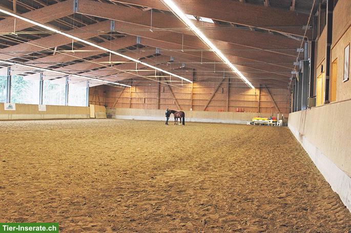 Pensionsplätze für Westernpferde in Melchnau BE