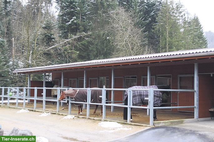 Bild 2: Pensionsplätze für Westernpferde in Melchnau BE