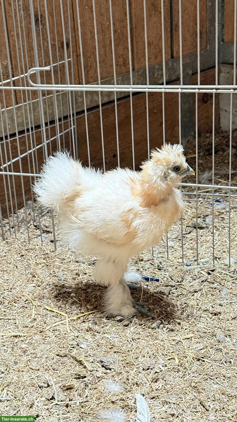Junge Seidenhuhn Hähne, handzahm