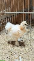 Junge Seidenhuhn Hähne, handzahm