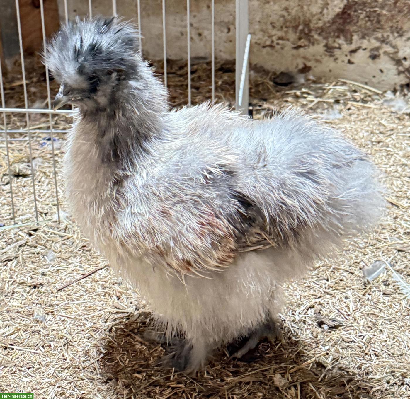 Bild 2: Junge Seidenhuhn Hähne, handzahm