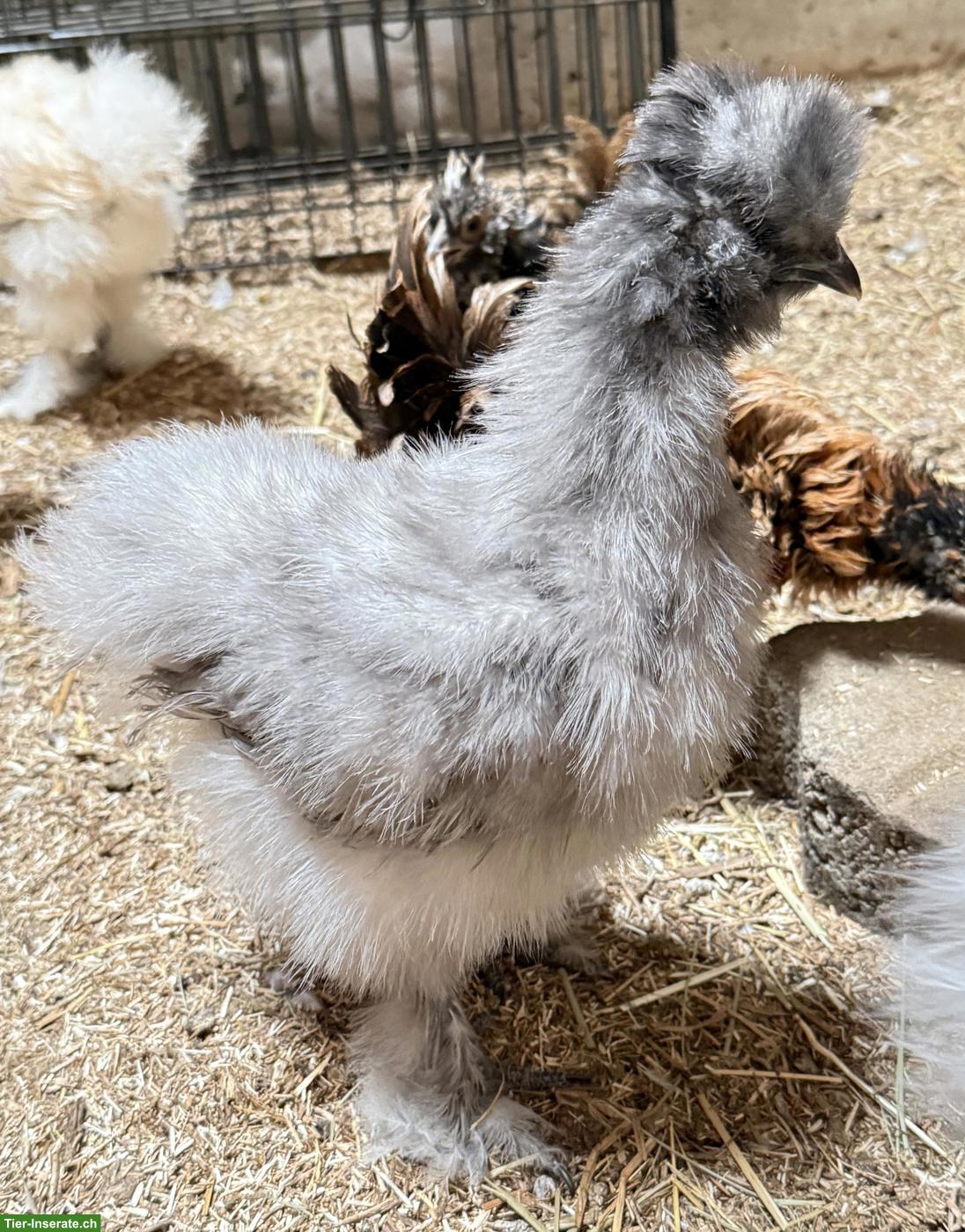 Bild 3: Junge Seidenhuhn Hähne, handzahm