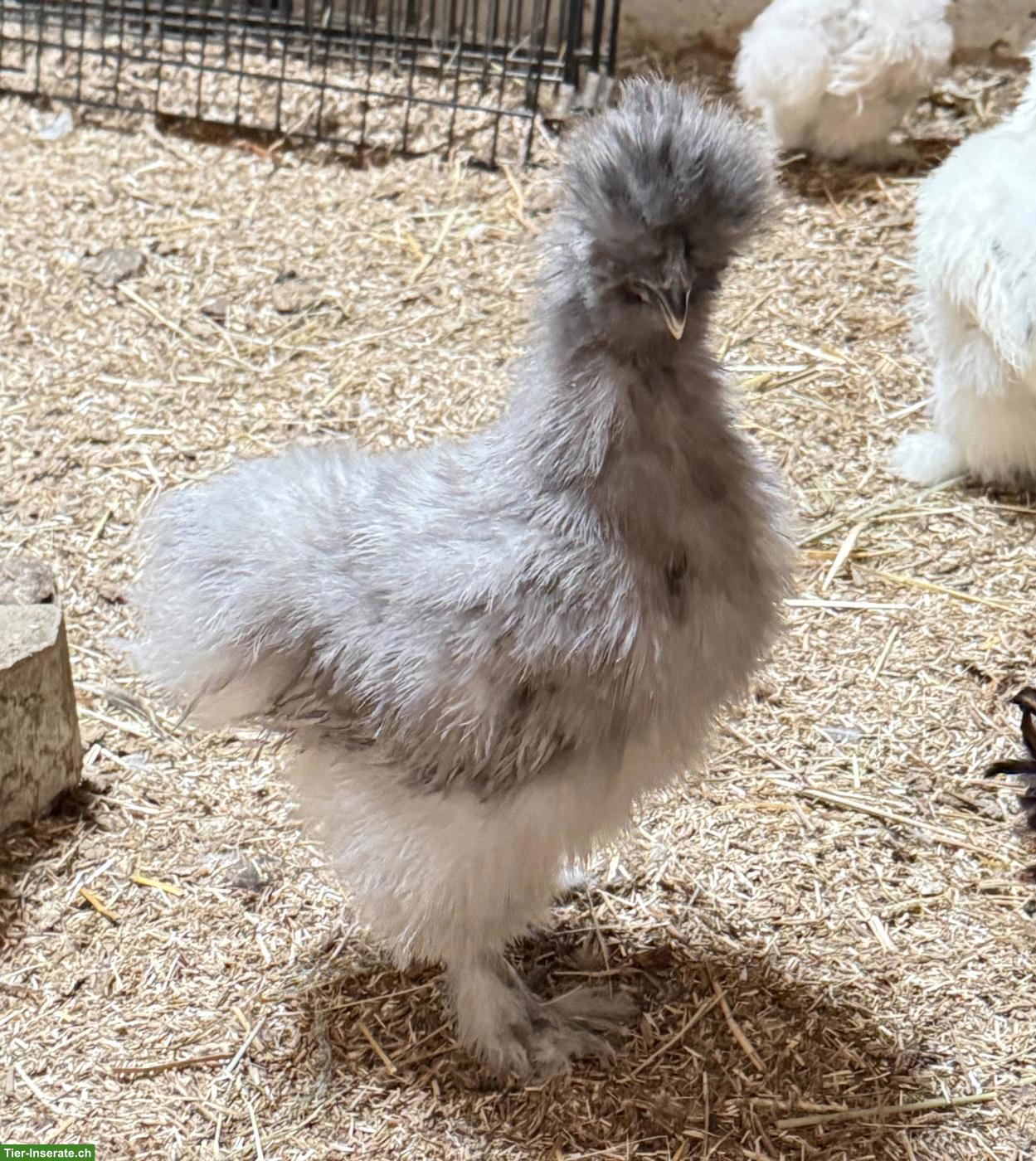 Bild 4: Junge Seidenhuhn Hähne, handzahm