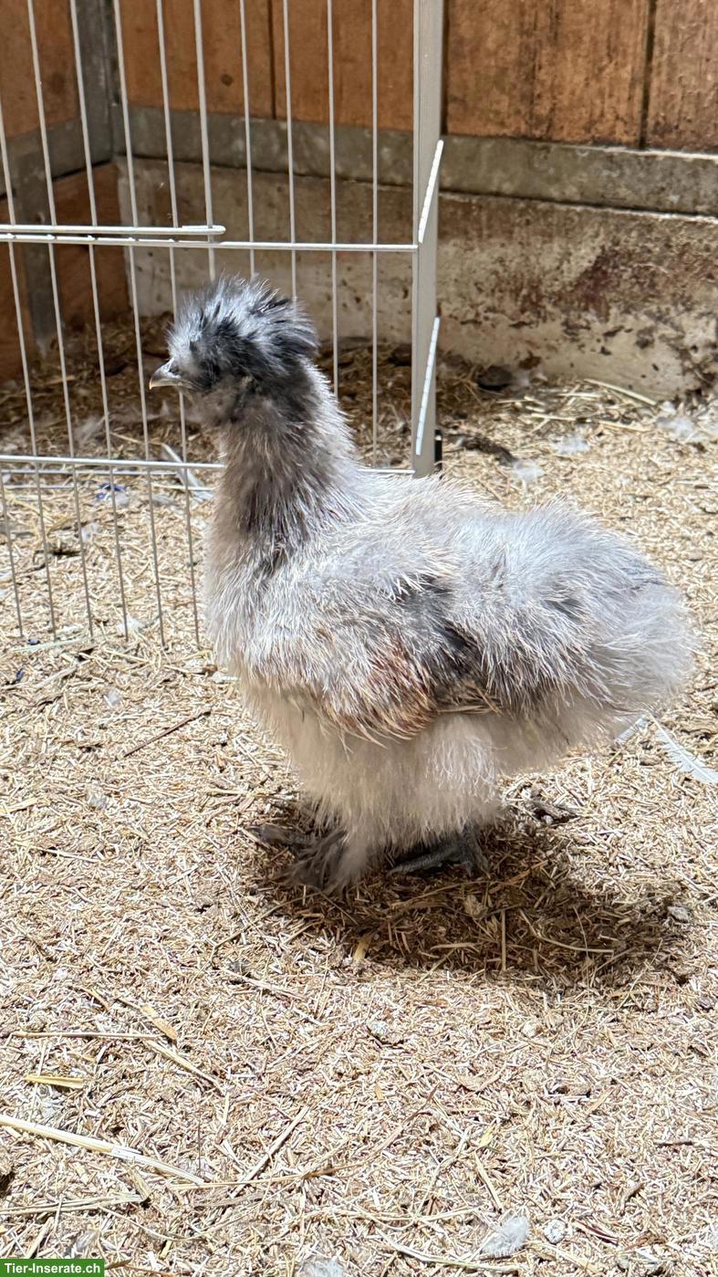 Bild 5: Junge Seidenhuhn Hähne, handzahm