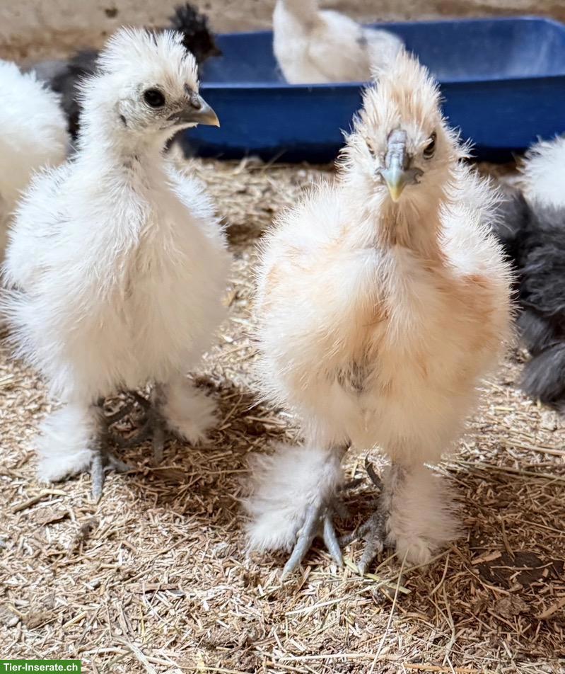 Bild 6: Junge Seidenhuhn Hähne, handzahm