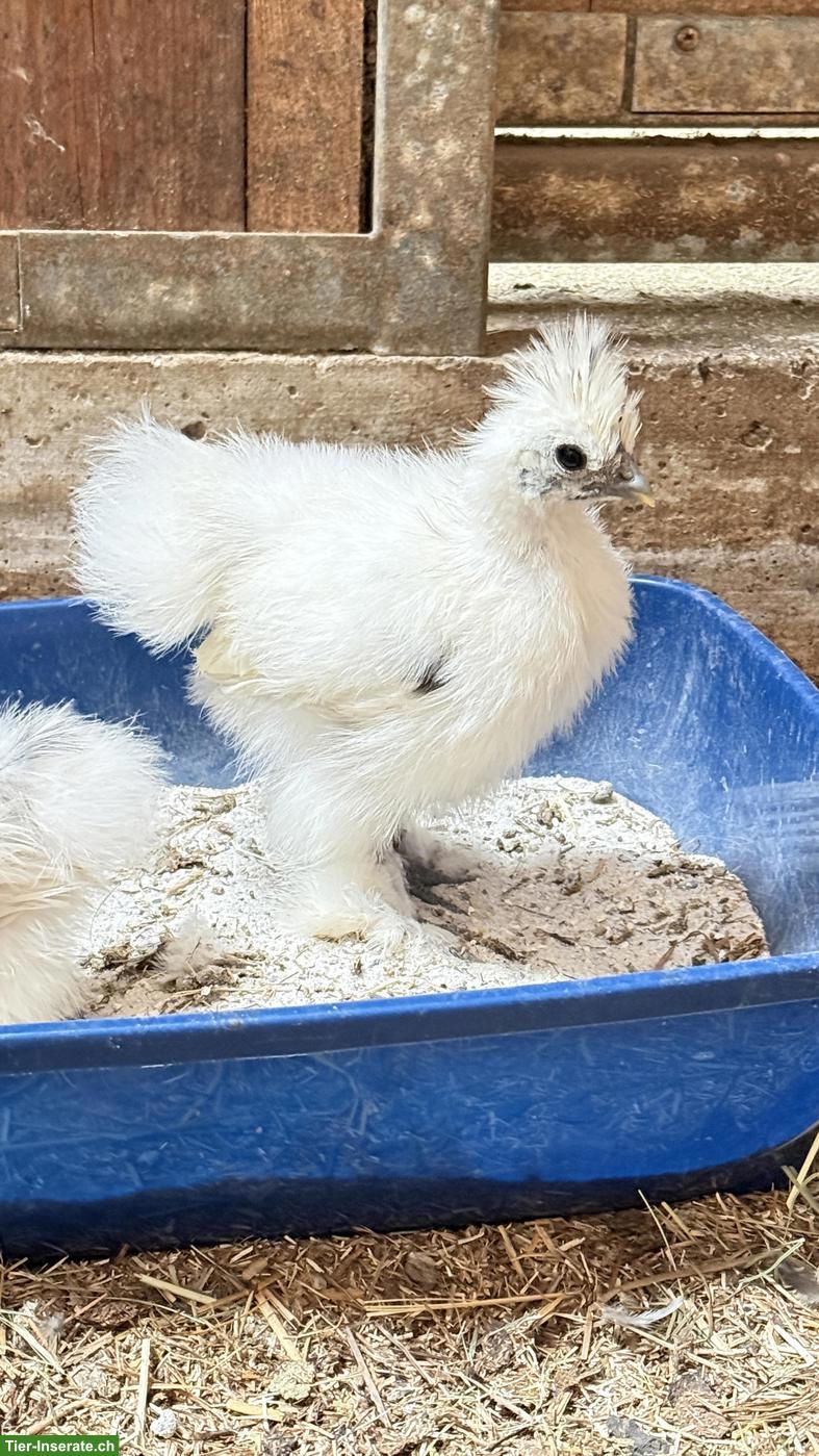 Bild 7: Junge Seidenhuhn Hähne, handzahm
