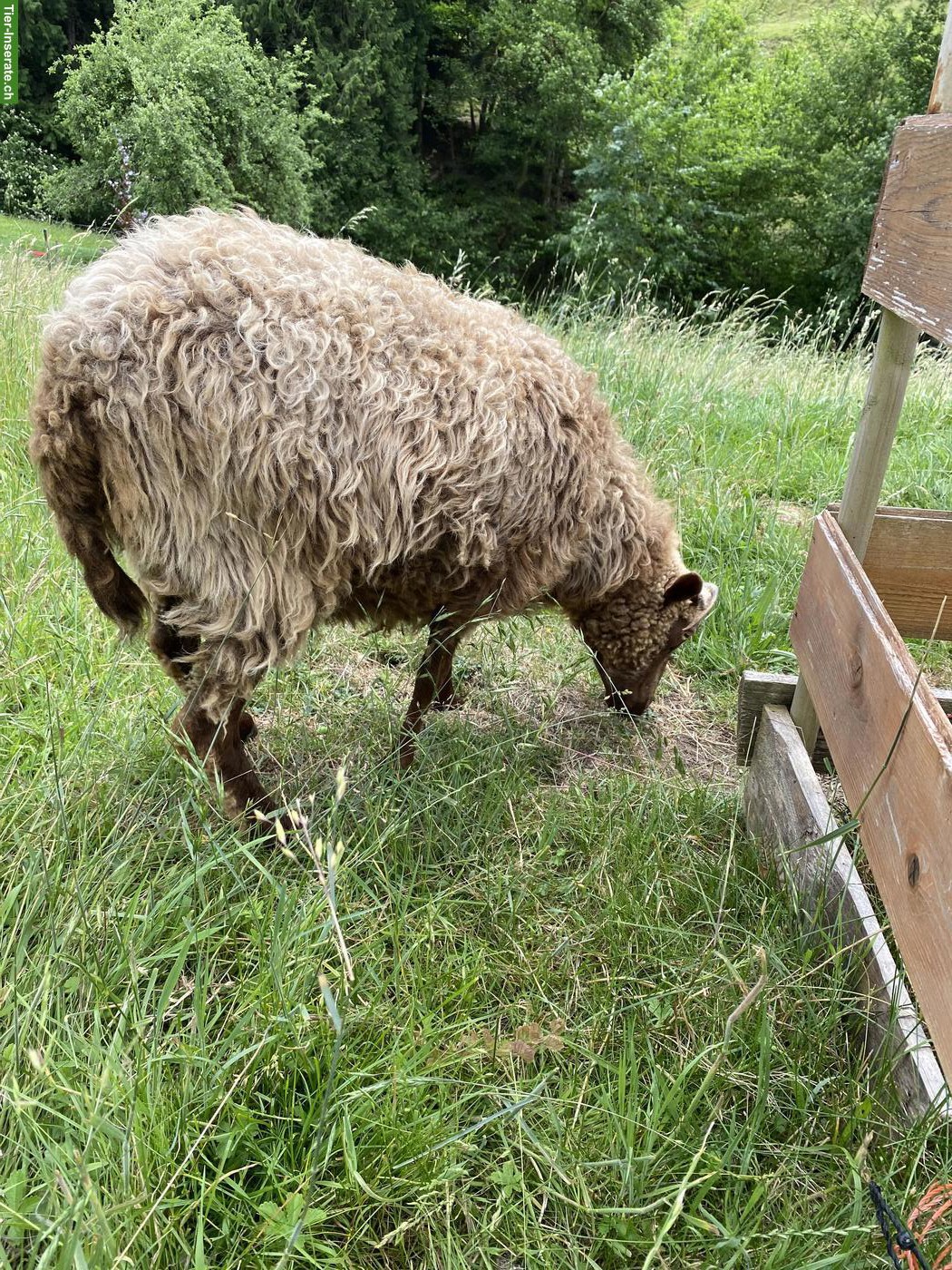 Bild 2: Skudden Schafherde oder einzelne