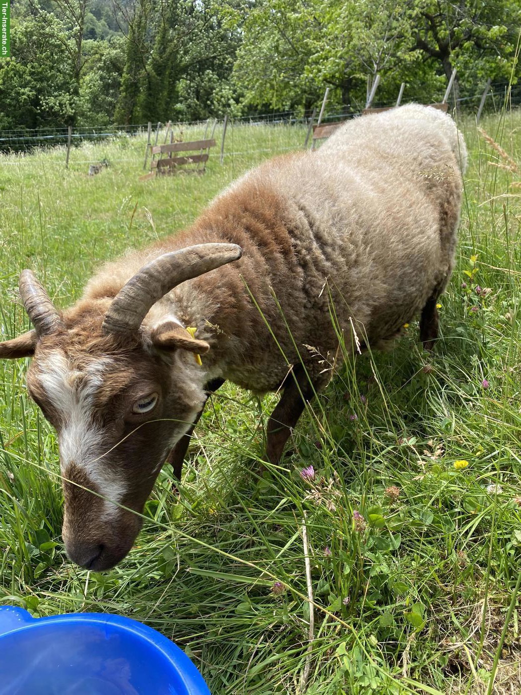 Bild 3: Skudden Schafherde oder einzelne