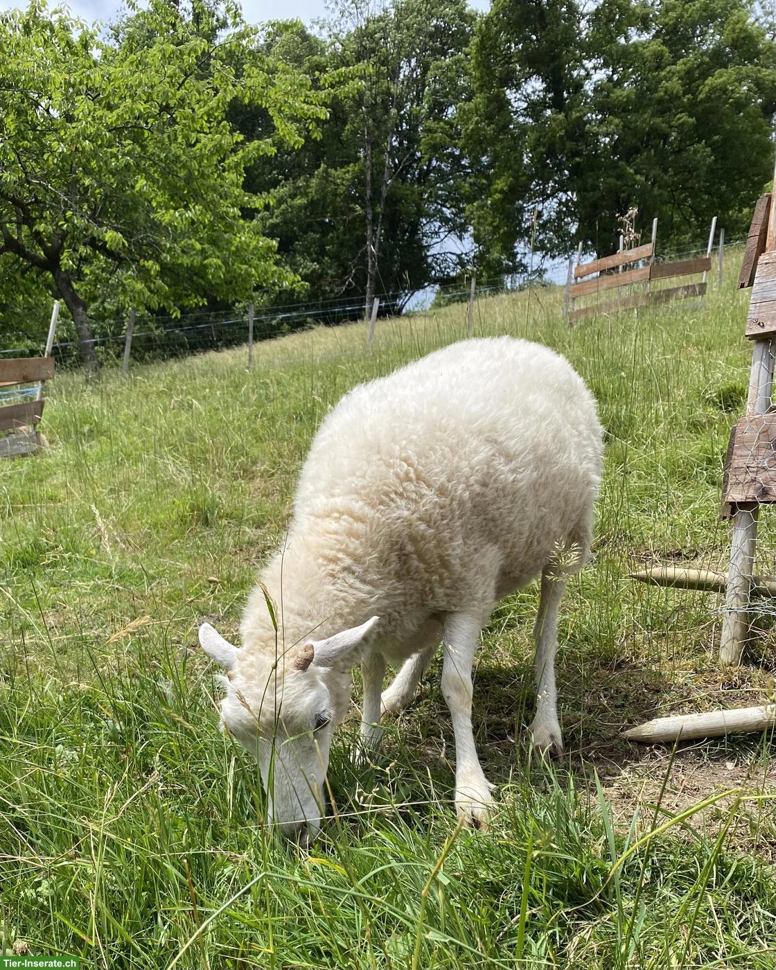 Bild 6: Skudden Schafherde oder einzelne