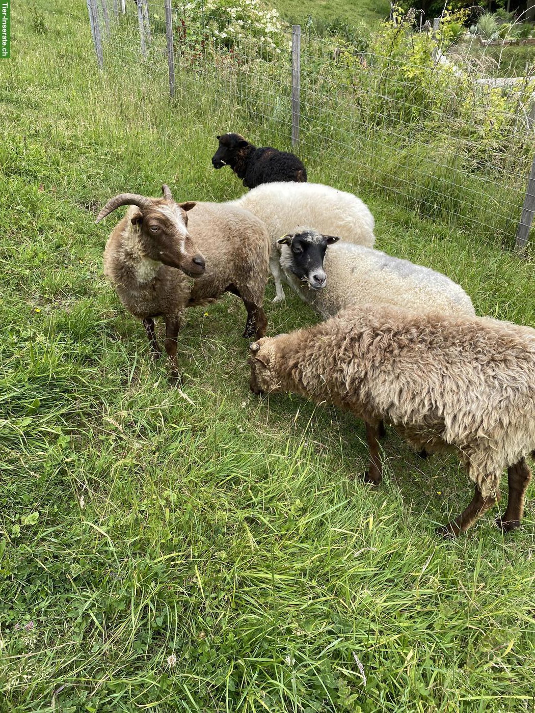 Bild 9: Skudden Schafherde oder einzelne