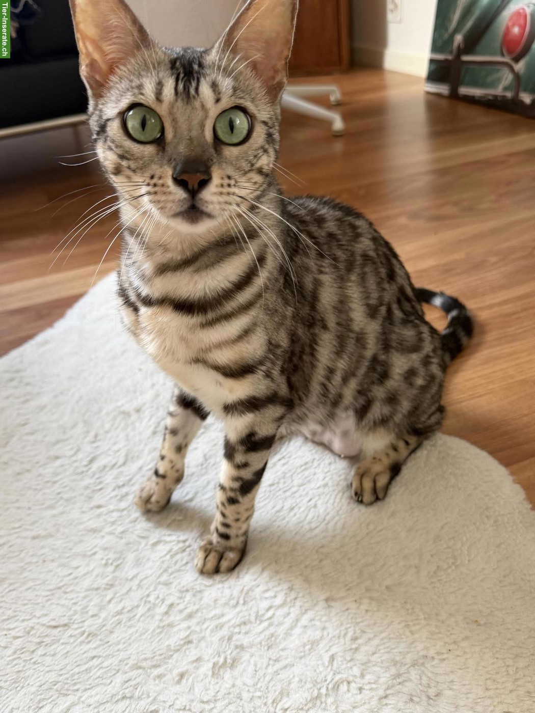Bengal Katze, Black Silver Spotted Tabby, 4-jährig