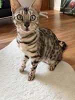 Bengal Katze, Black Silver Spotted Tabby, 4-jährig