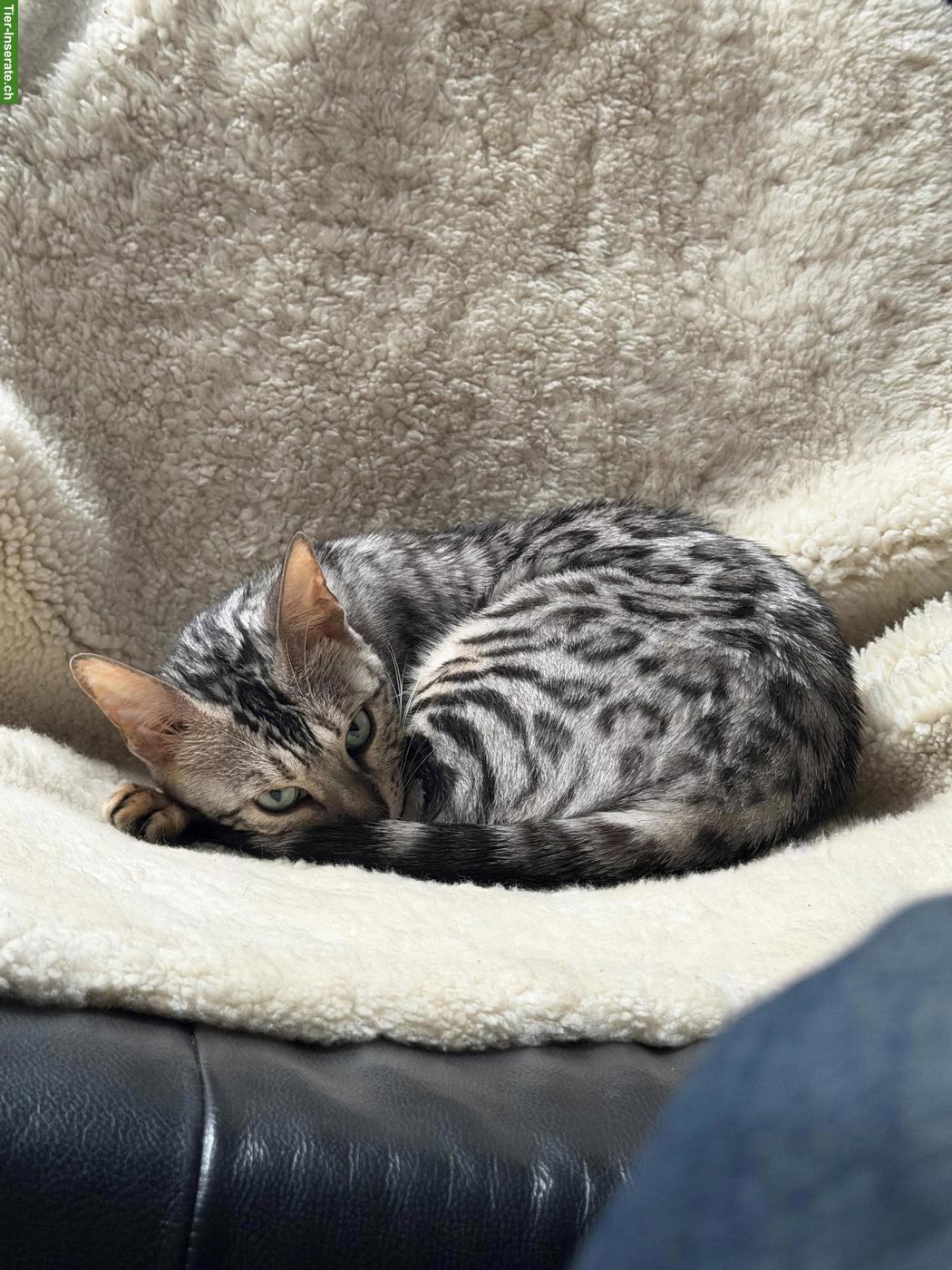 Bild 2: Bengal Katze, Black Silver Spotted Tabby, 4-jährig