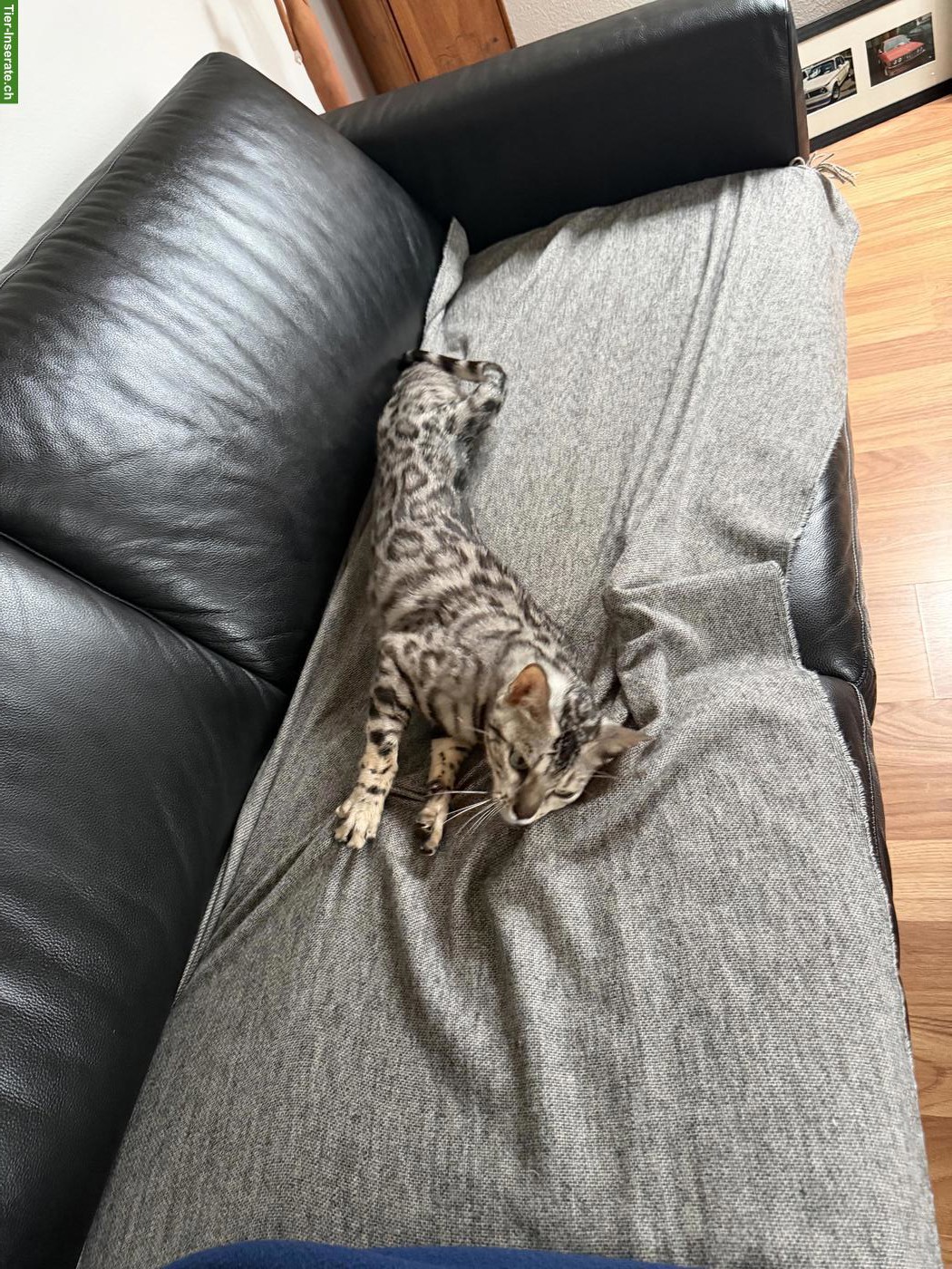 Bild 3: Bengal Katze, Black Silver Spotted Tabby, 4-jährig