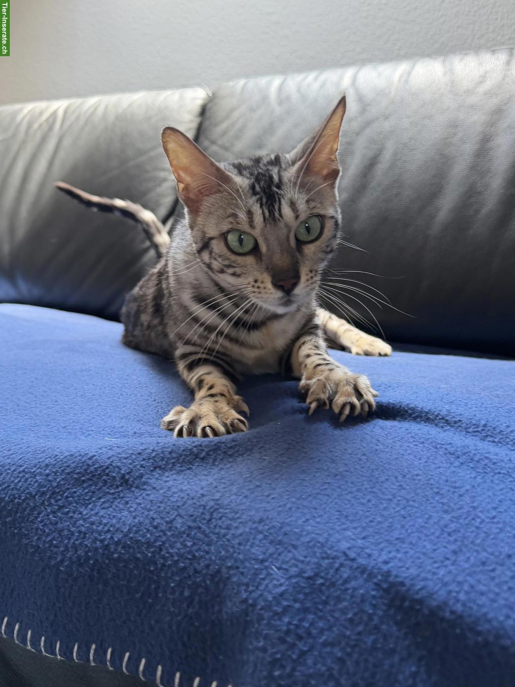 Bild 5: Bengal Katze, Black Silver Spotted Tabby, 4-jährig