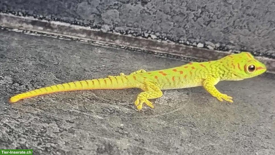 Madagaskar Taggeckos zu verkaufen