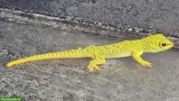 Madagaskar Taggeckos zu verkaufen