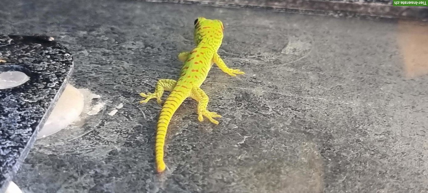 Bild 2: Madagaskar Taggeckos zu verkaufen