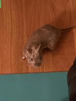 2 Degu Männchen mit Zubehör abzugeben