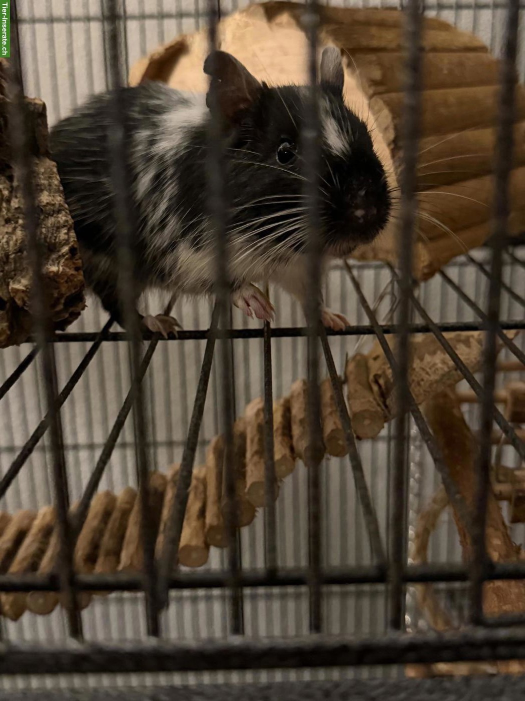 Bild 2: 2 Degu Männchen mit Zubehör abzugeben