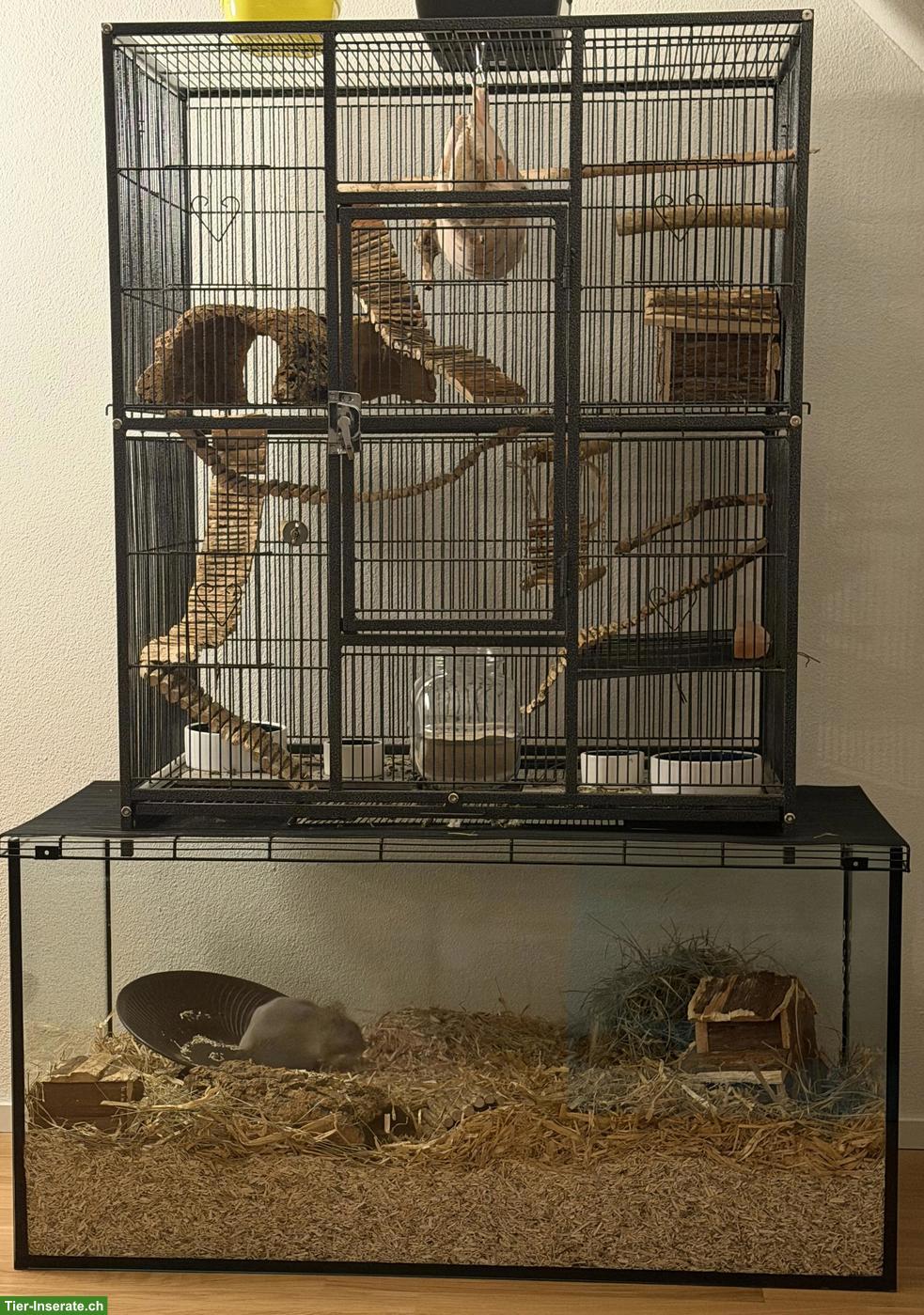 Bild 3: 2 Degu Männchen mit Zubehör abzugeben