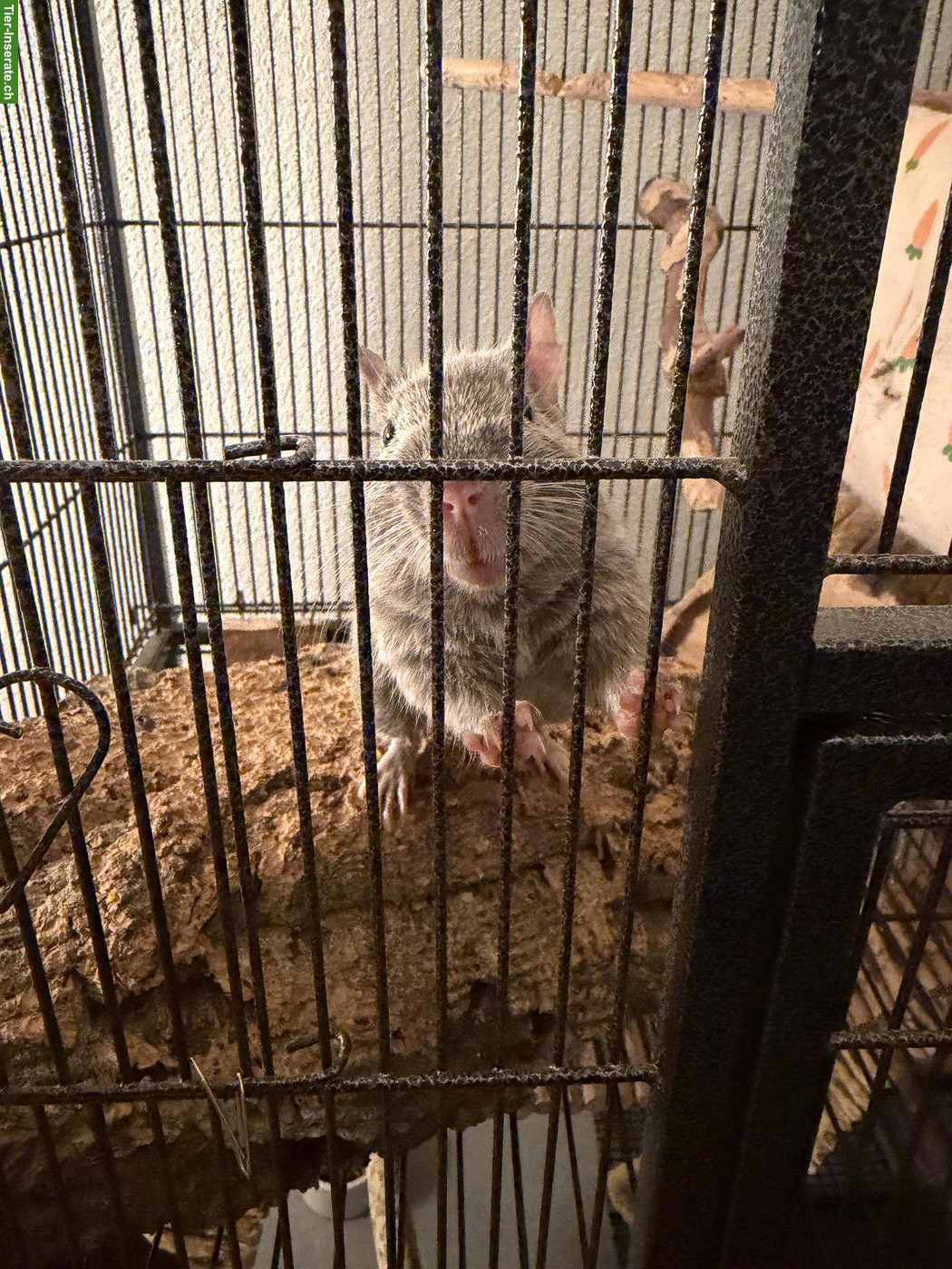 Bild 4: 2 Degu Männchen mit Zubehör abzugeben