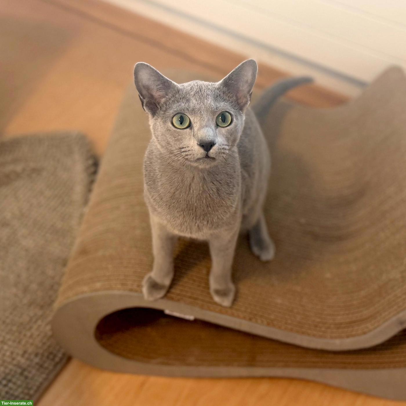 2 Russisch Blau Katzen ❤️en suchen liebes Zuhause