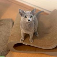 2 Russisch Blau Katzen ❤️en suchen liebes Zuhause