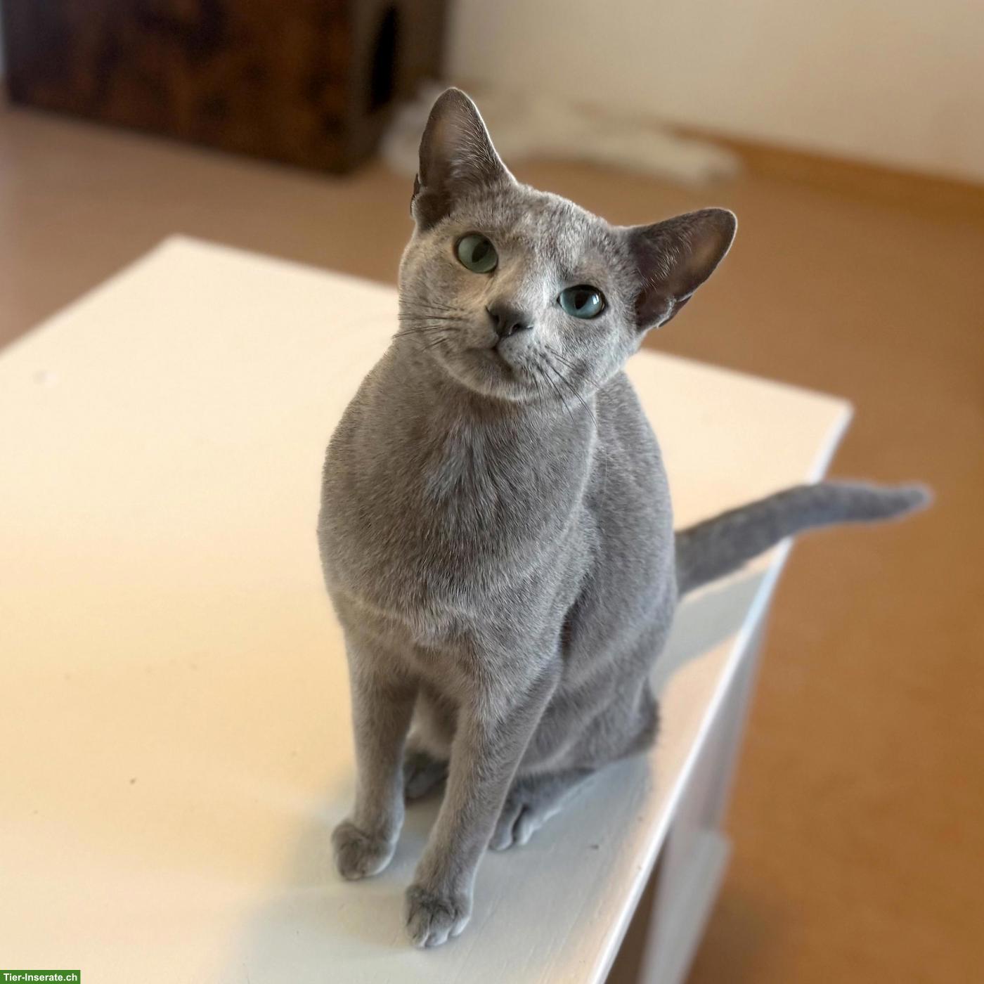 Bild 2: 2 Russisch Blau Katzen ❤️en suchen liebes Zuhause