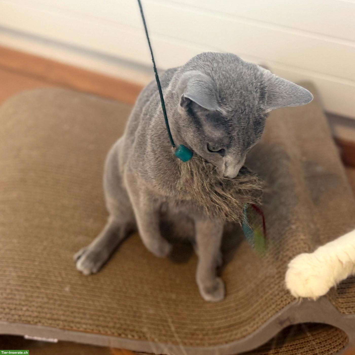Bild 3: 2 Russisch Blau Katzen ❤️en suchen liebes Zuhause
